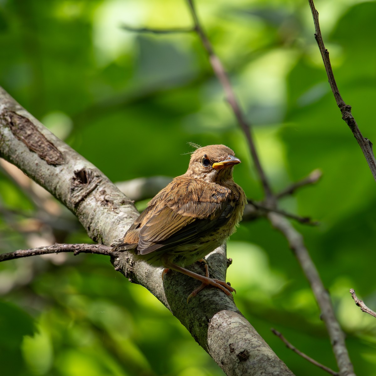 Sperlingsvogel, unbestimmt - ML620275201