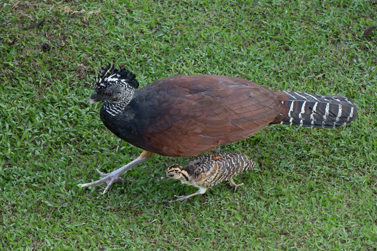 Great Curassow - ML620275202