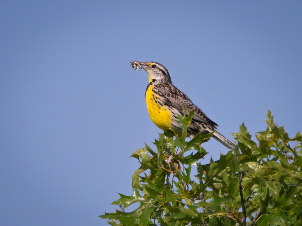 Eastern Meadowlark - ML620275204