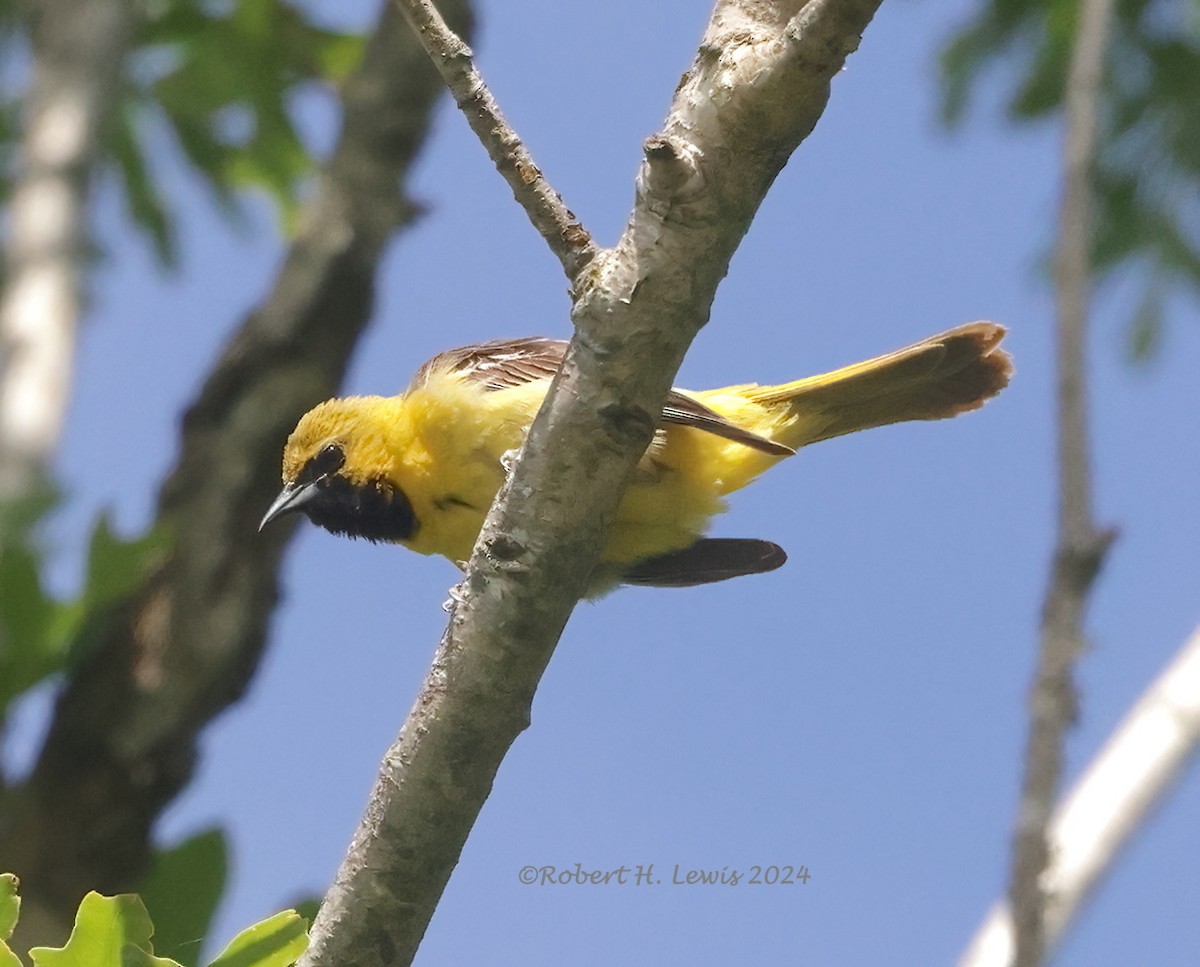 Orchard Oriole - ML620275205