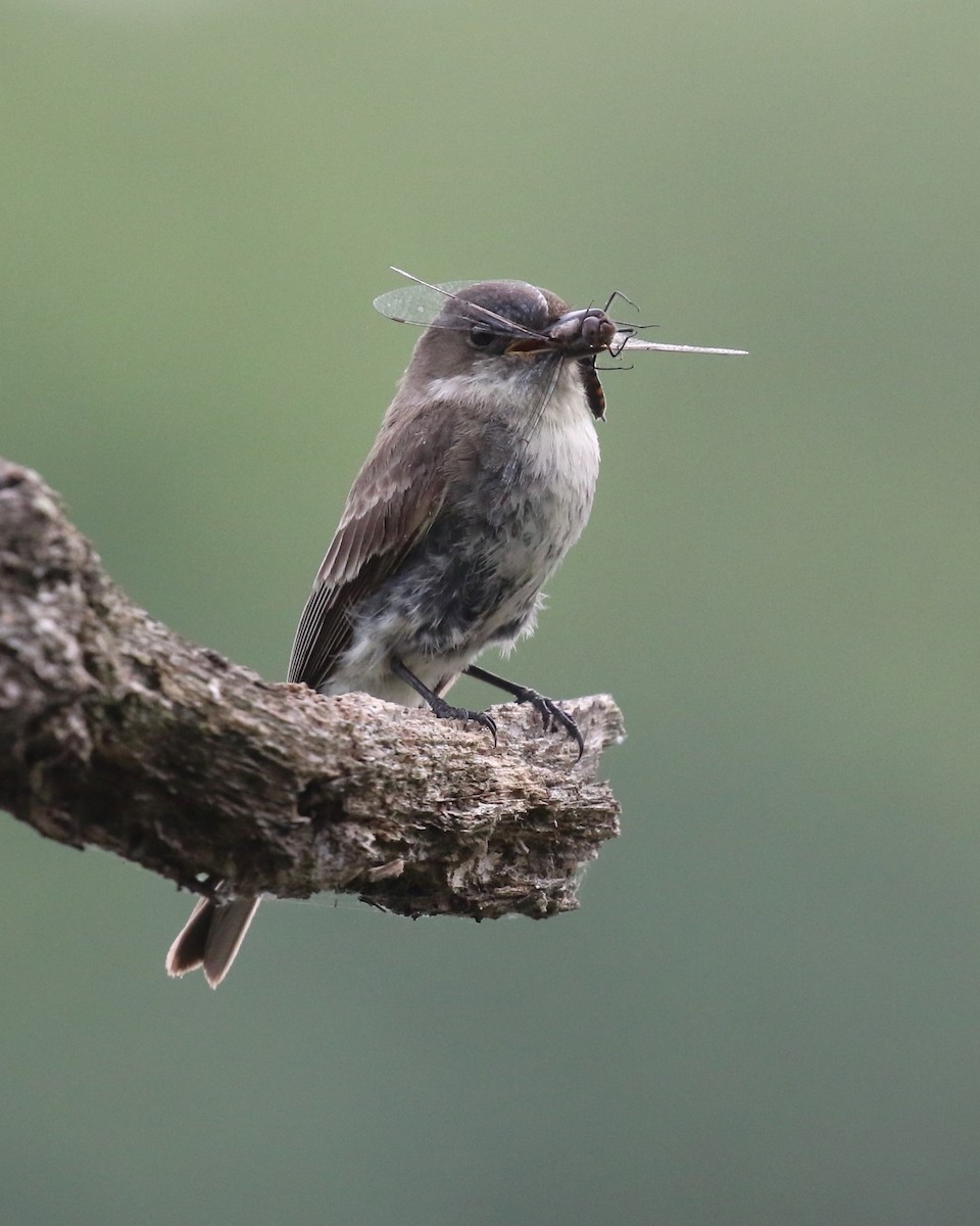 Eastern Phoebe - ML620275209