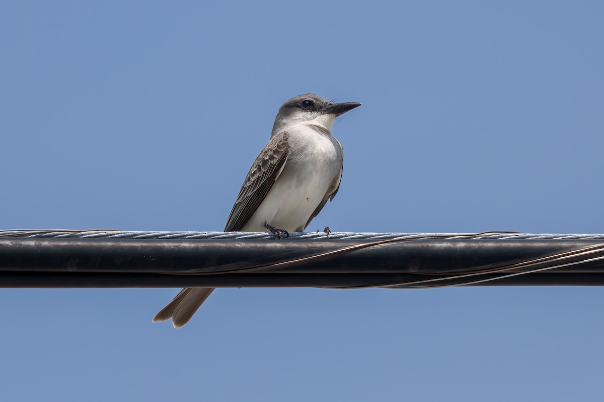 Gray Kingbird - ML620275212