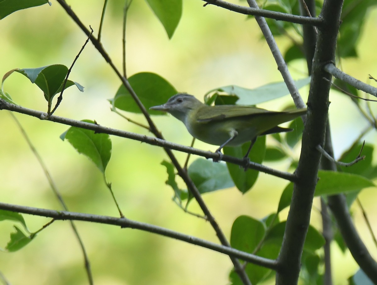 Yellow-green Vireo - ML620275216