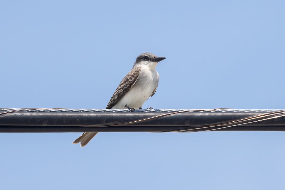 Gray Kingbird - ML620275219