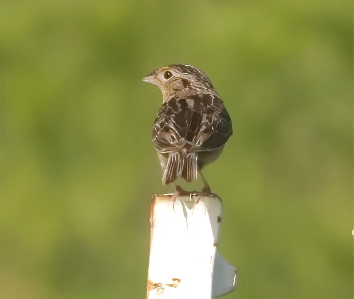 Grasshopper Sparrow - ML620275221