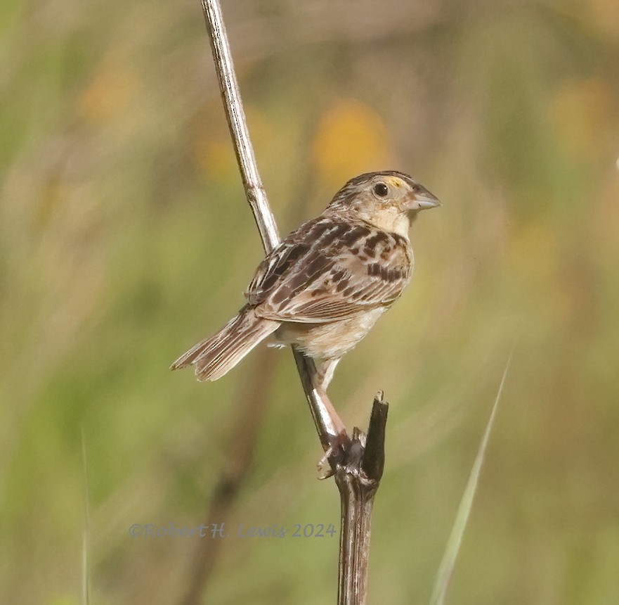 Grasshopper Sparrow - ML620275222
