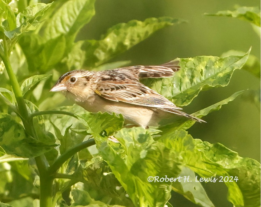 Grasshopper Sparrow - ML620275225