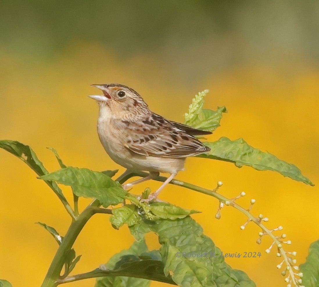 Grasshopper Sparrow - ML620275226