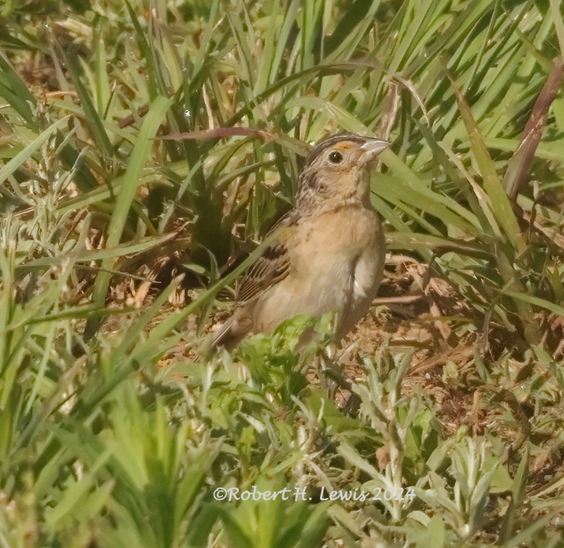 Grasshopper Sparrow - ML620275227