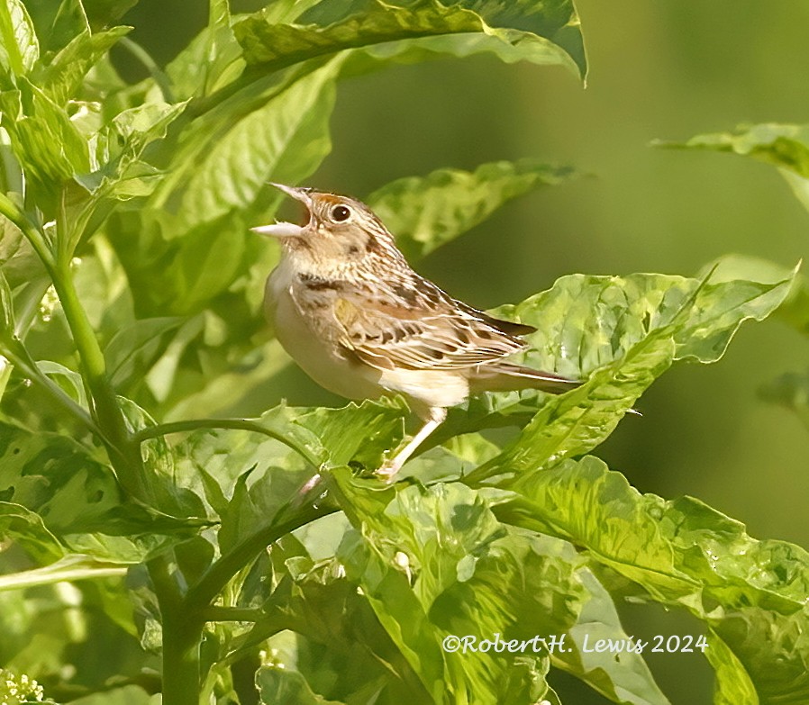 Grasshopper Sparrow - ML620275229