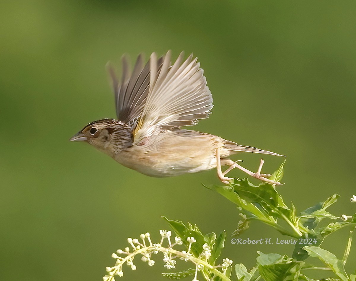 Grasshopper Sparrow - ML620275230