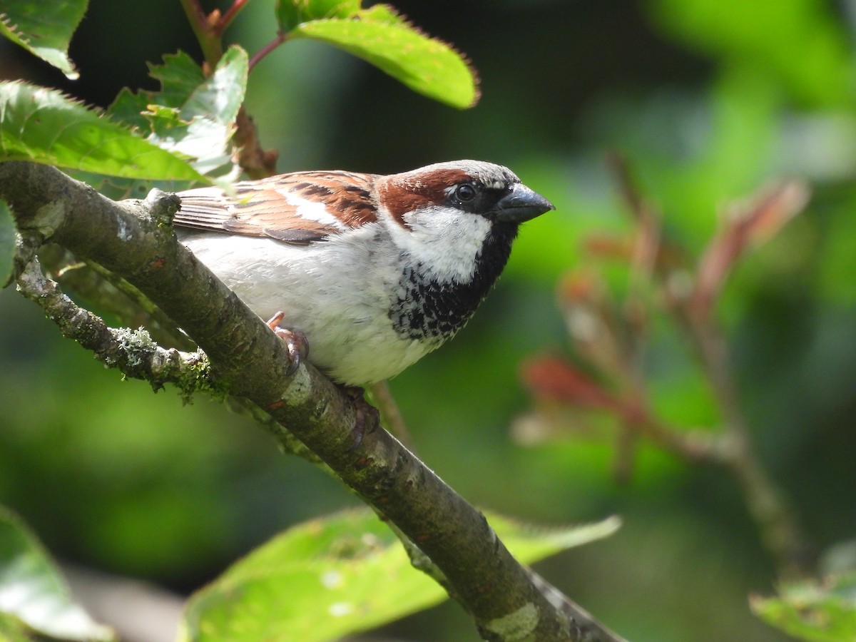 Moineau domestique - ML620275232