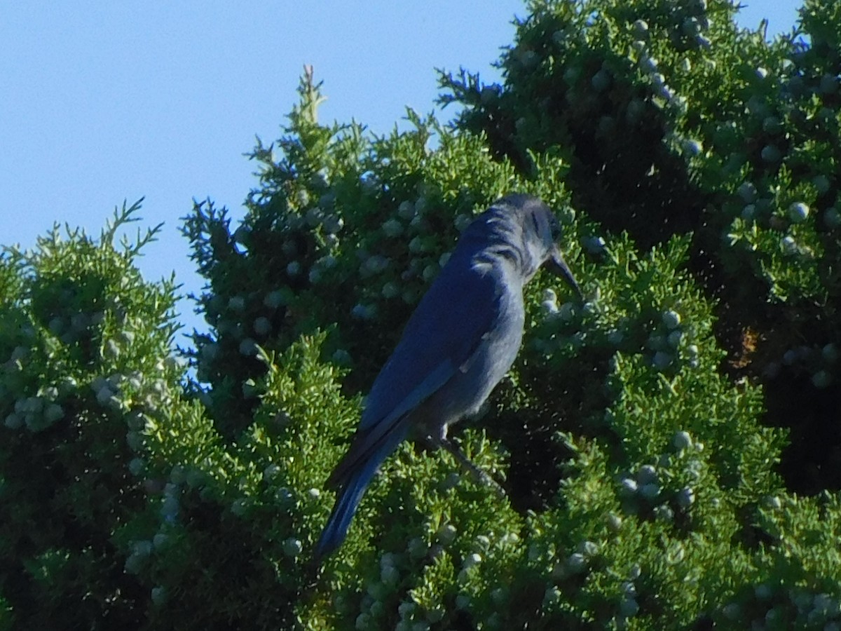 Pinyon Jay - ML620275240