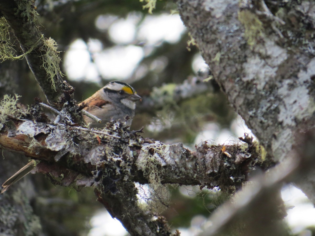 White-throated Sparrow - ML620275241