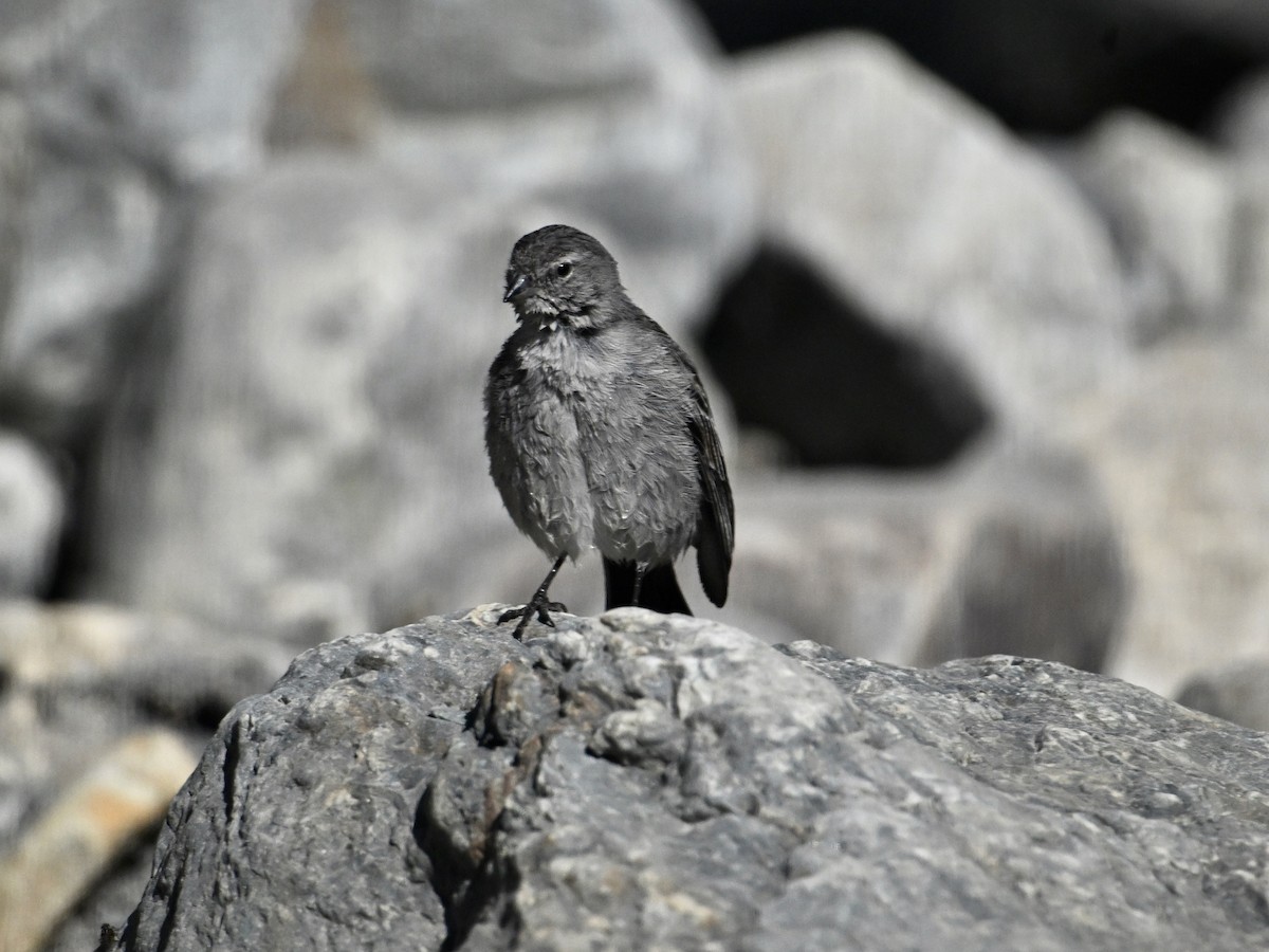 Ash-breasted Sierra Finch - Laurence Habenicht