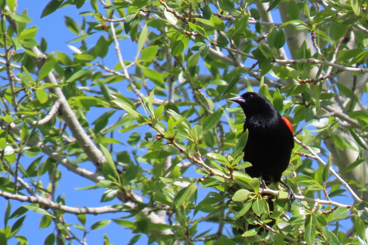 Red-winged Blackbird - ML620275245