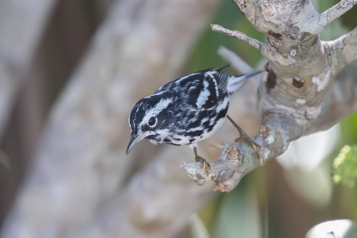 Black-and-white Warbler - ML620275246