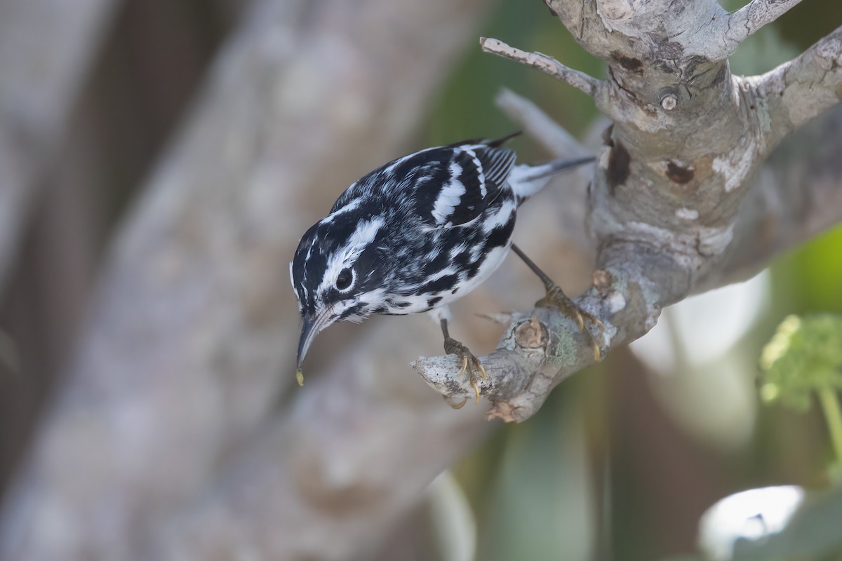 Black-and-white Warbler - ML620275247