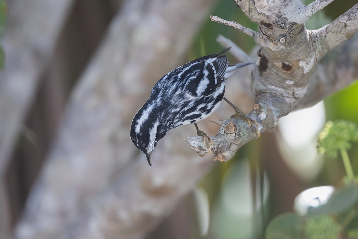 Black-and-white Warbler - ML620275248