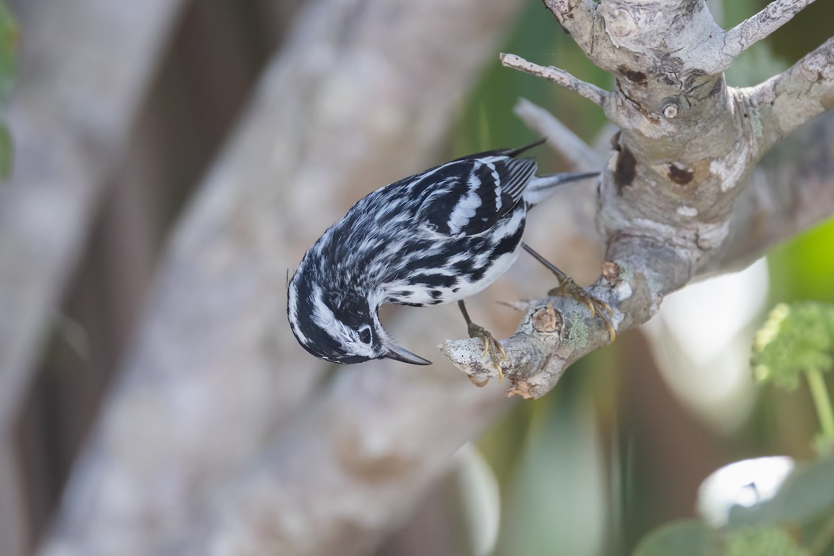 Black-and-white Warbler - ML620275249