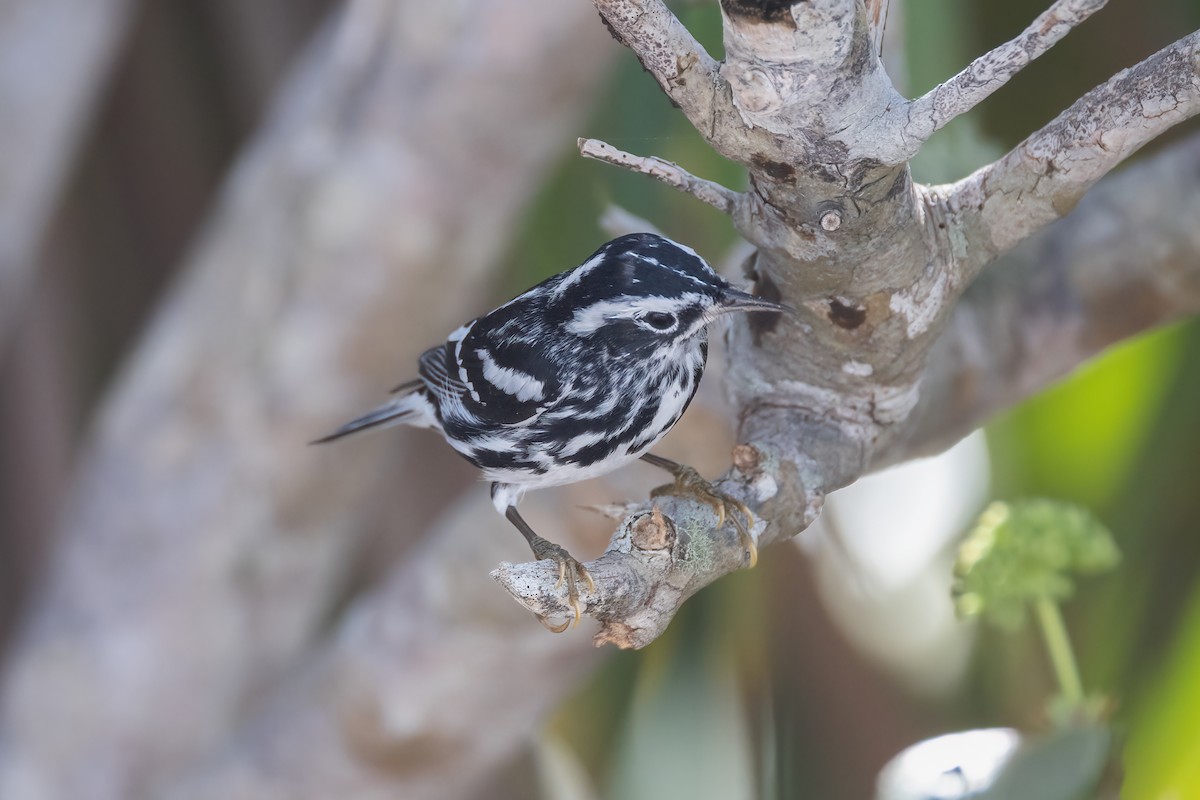 Black-and-white Warbler - ML620275250