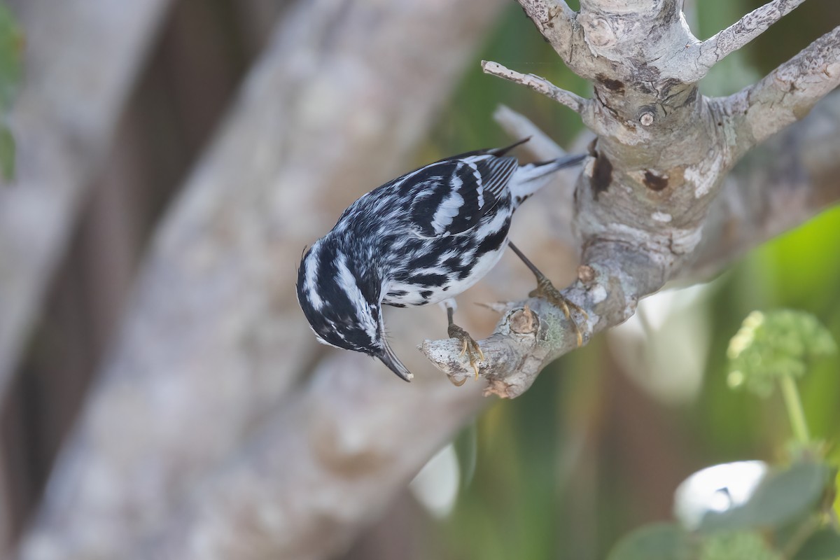 Black-and-white Warbler - ML620275251