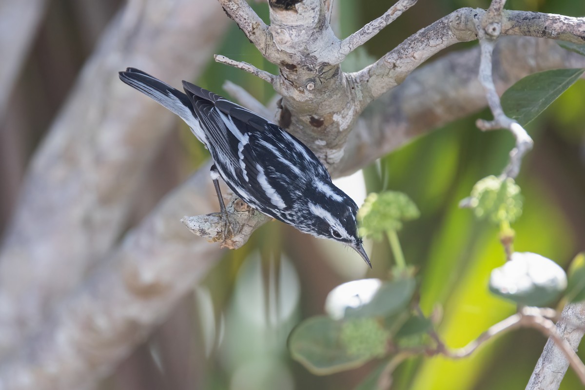 Black-and-white Warbler - ML620275252