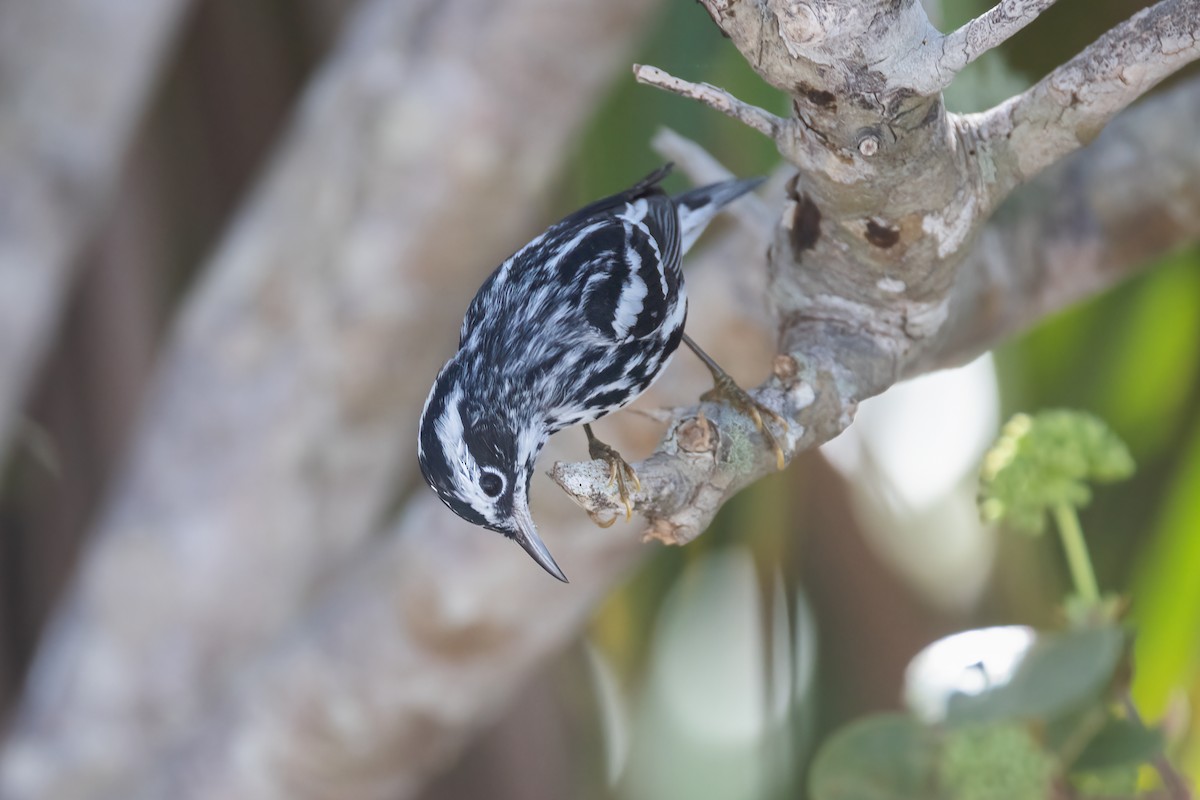 Black-and-white Warbler - ML620275253