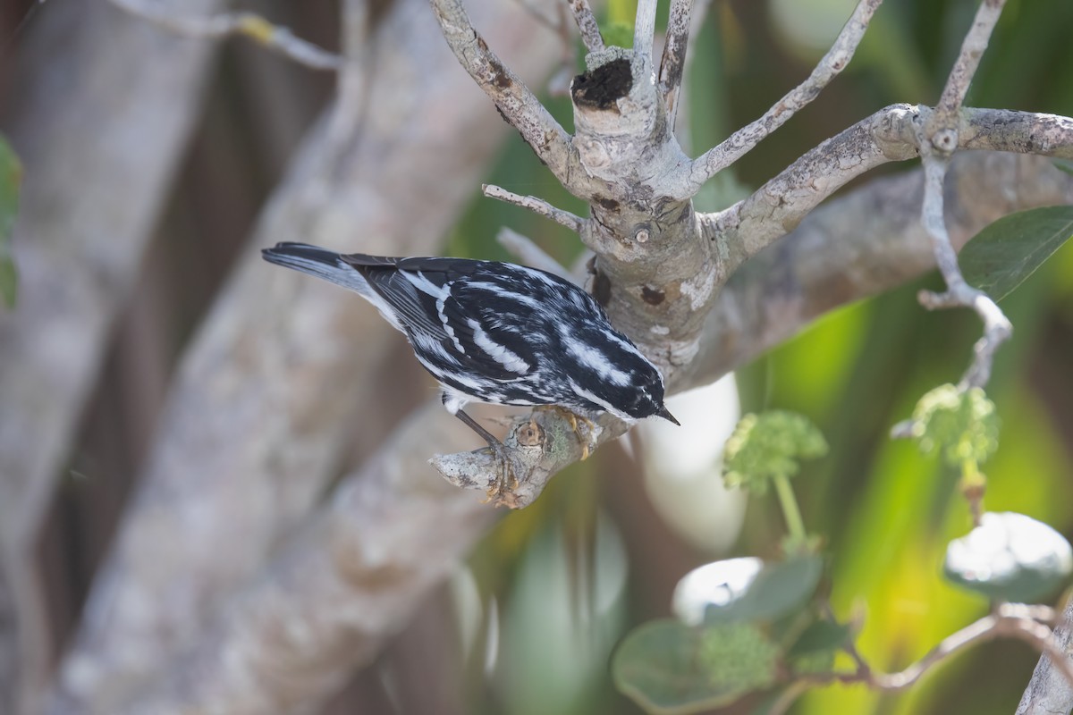 Black-and-white Warbler - ML620275254