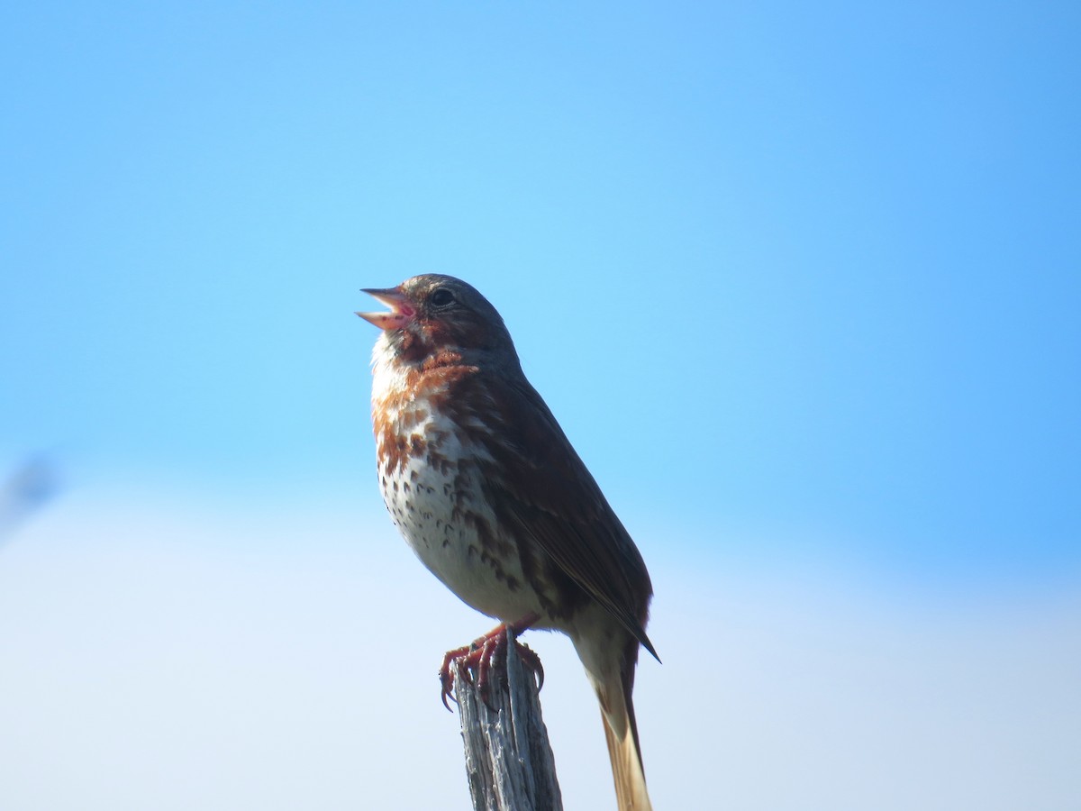 Fox Sparrow - ML620275261