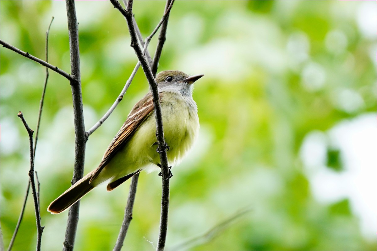 Great Crested Flycatcher - ML620275262