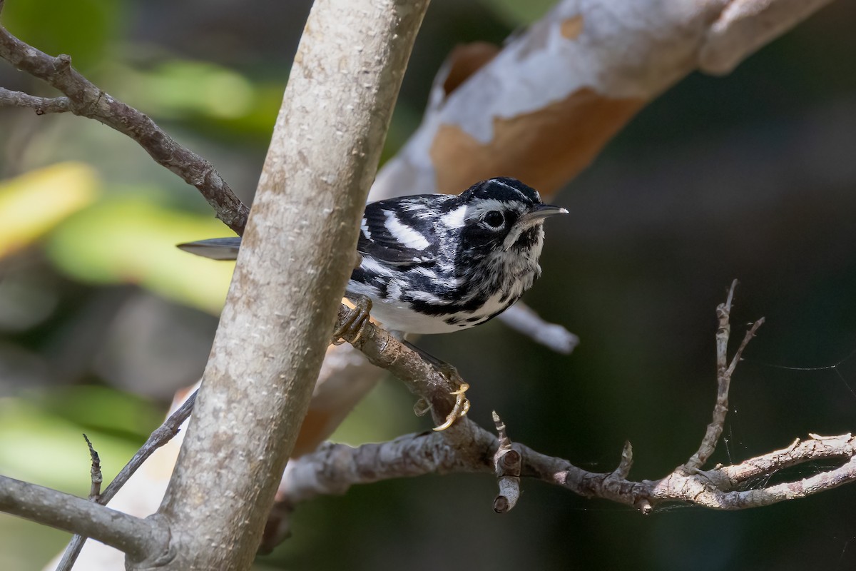 Black-and-white Warbler - ML620275264