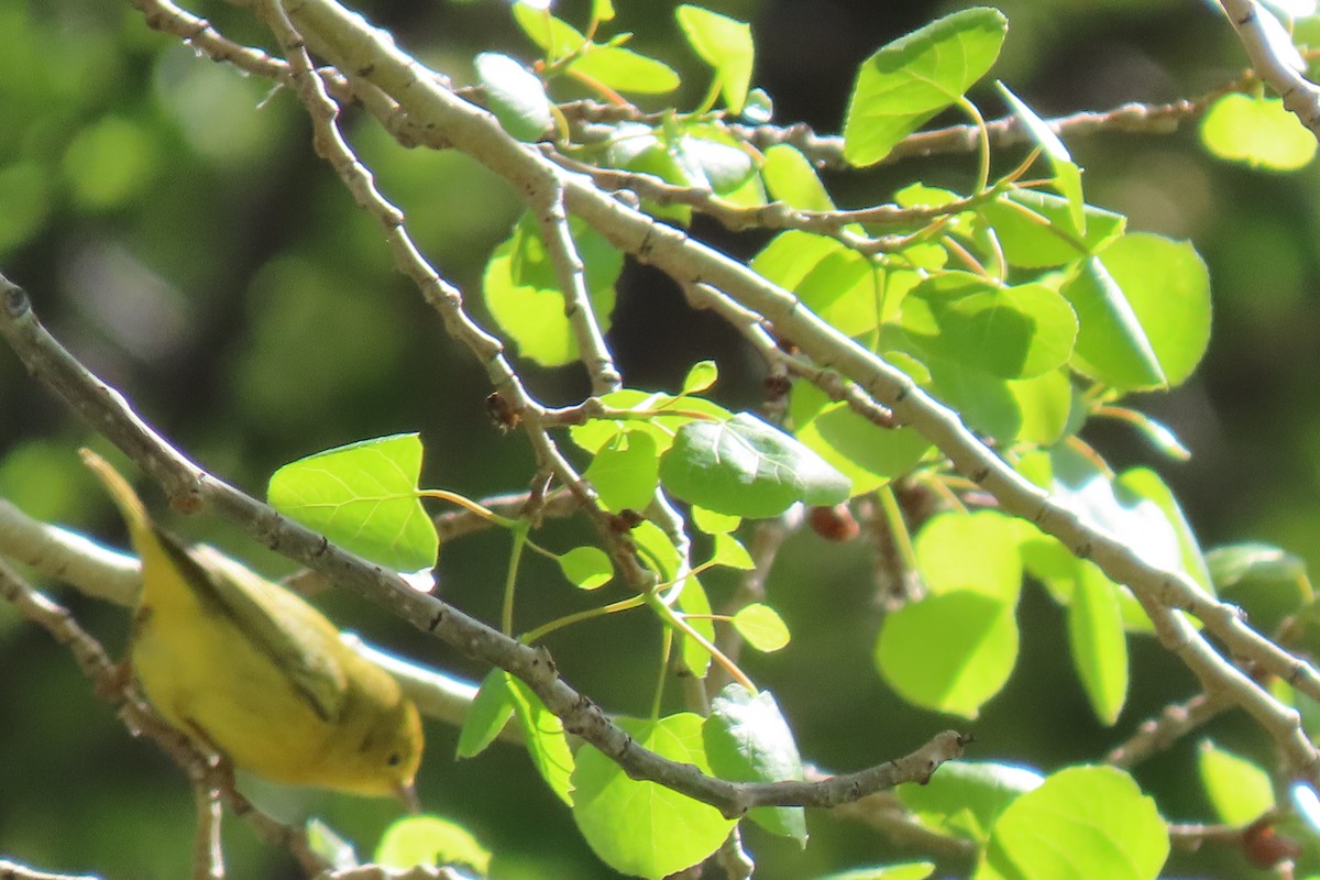 Yellow Warbler - ML620275265