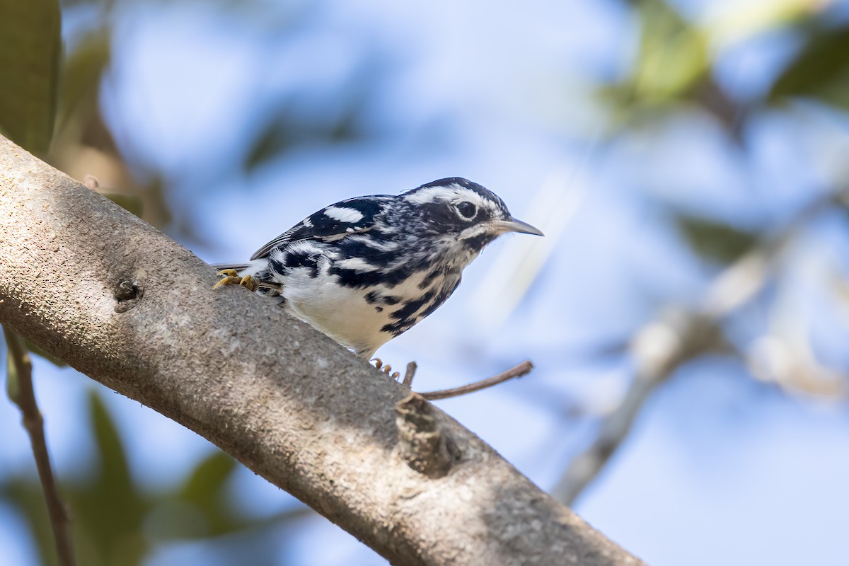 Black-and-white Warbler - ML620275268