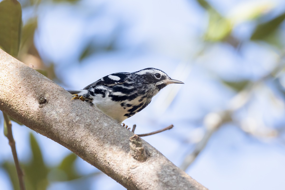 Black-and-white Warbler - ML620275269