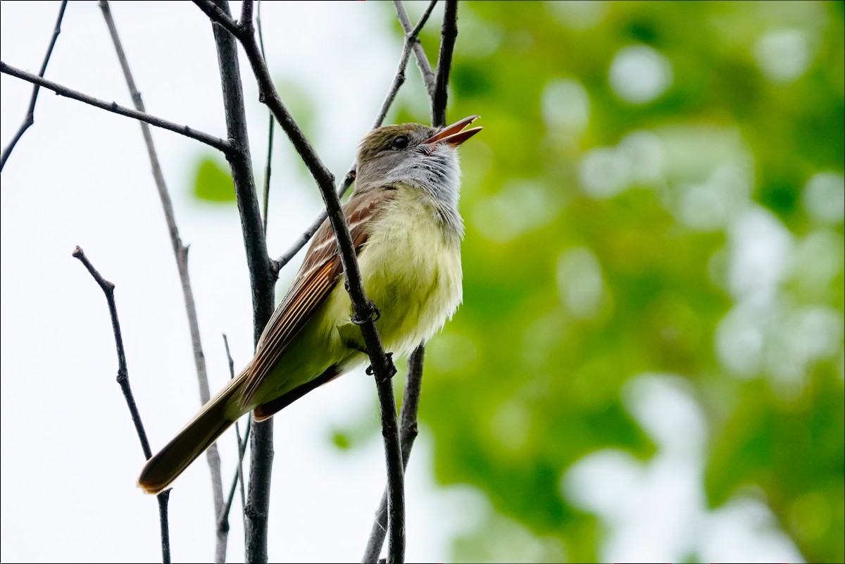 Great Crested Flycatcher - ML620275270