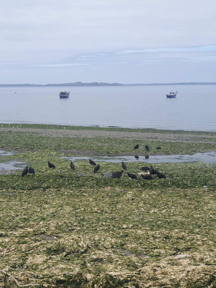 Black Vulture - ML620275271