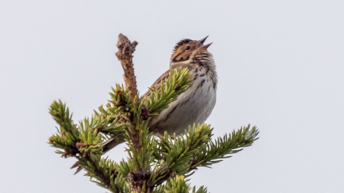 Little Bunting - ML620275274