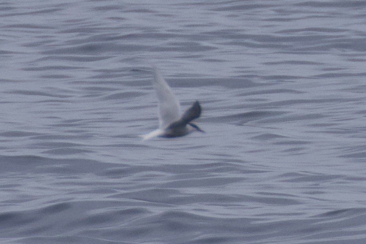 Common Tern - ML620275275