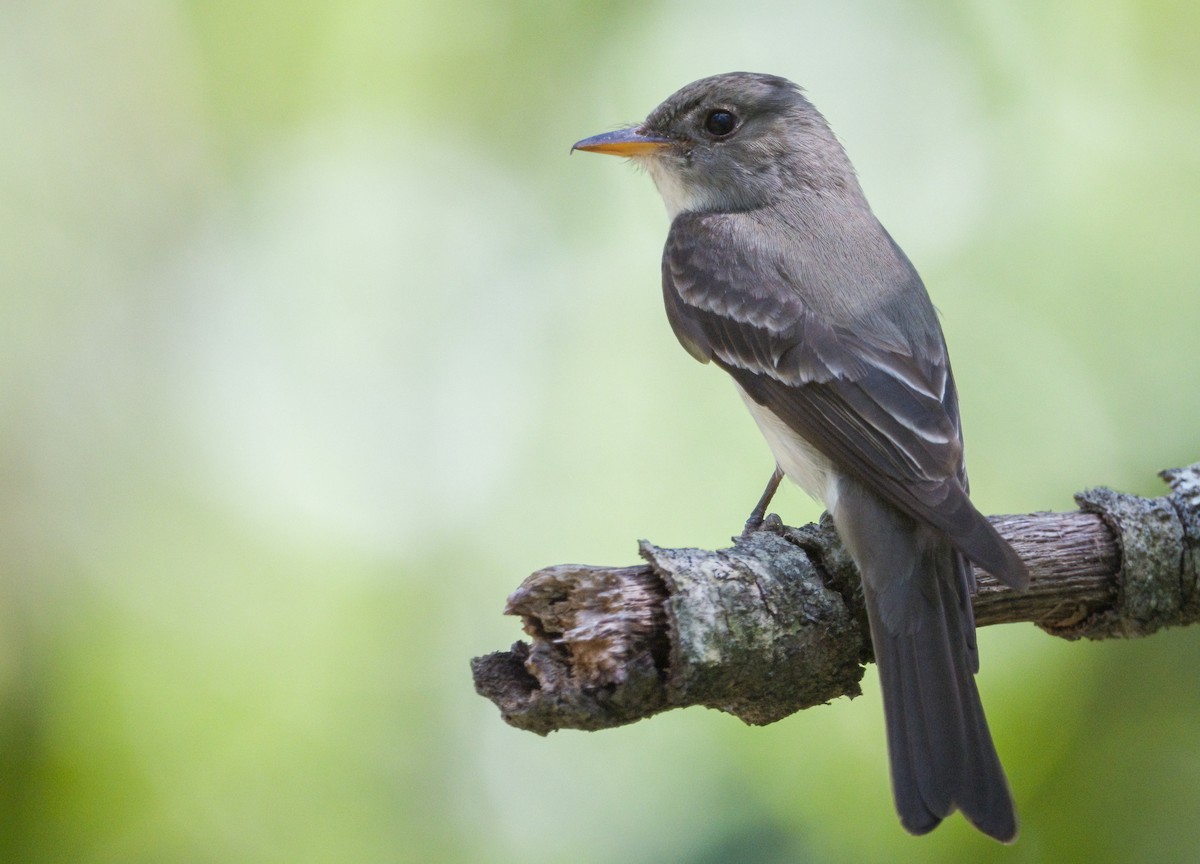 Eastern Wood-Pewee - ML620275276