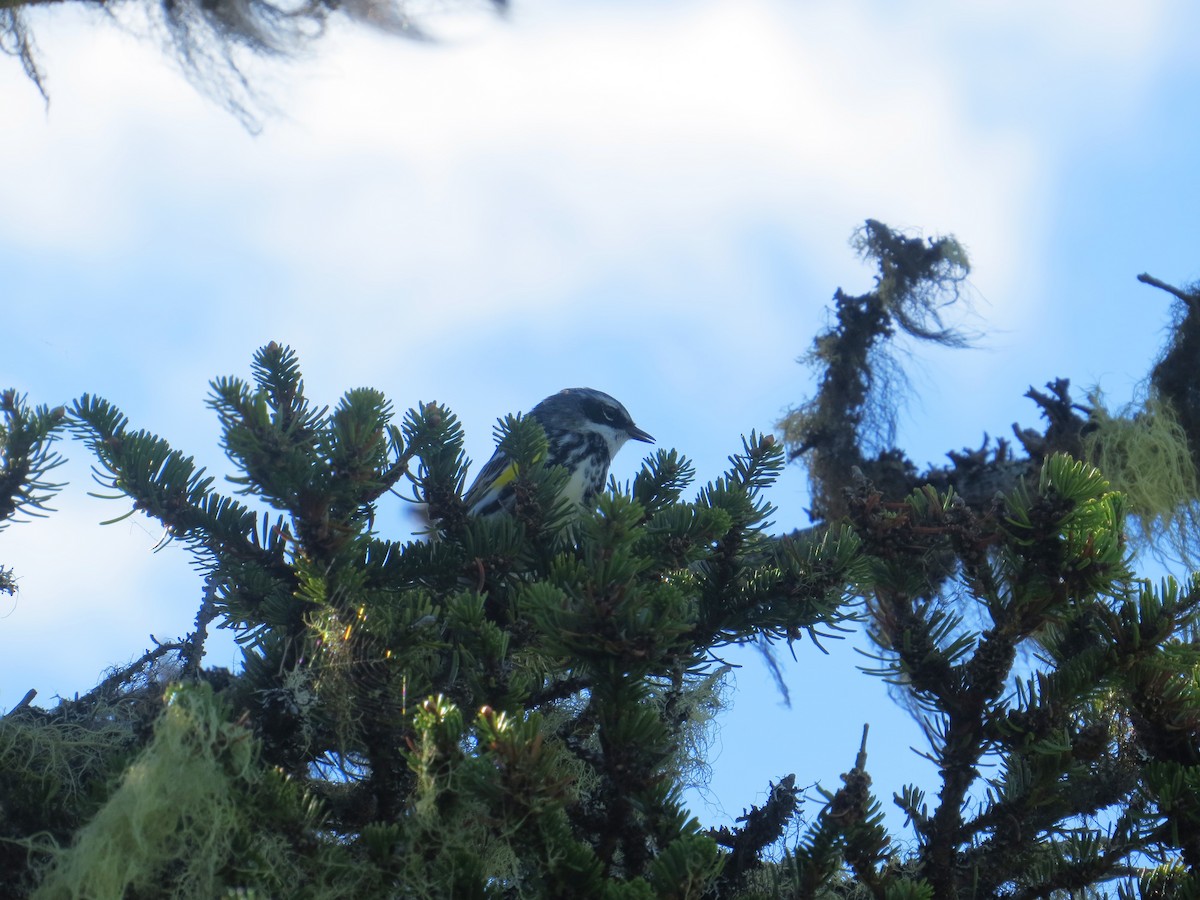 Yellow-rumped Warbler - ML620275285