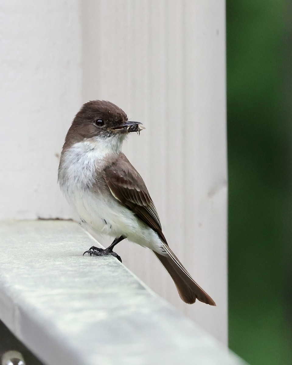 Eastern Phoebe - ML620275288