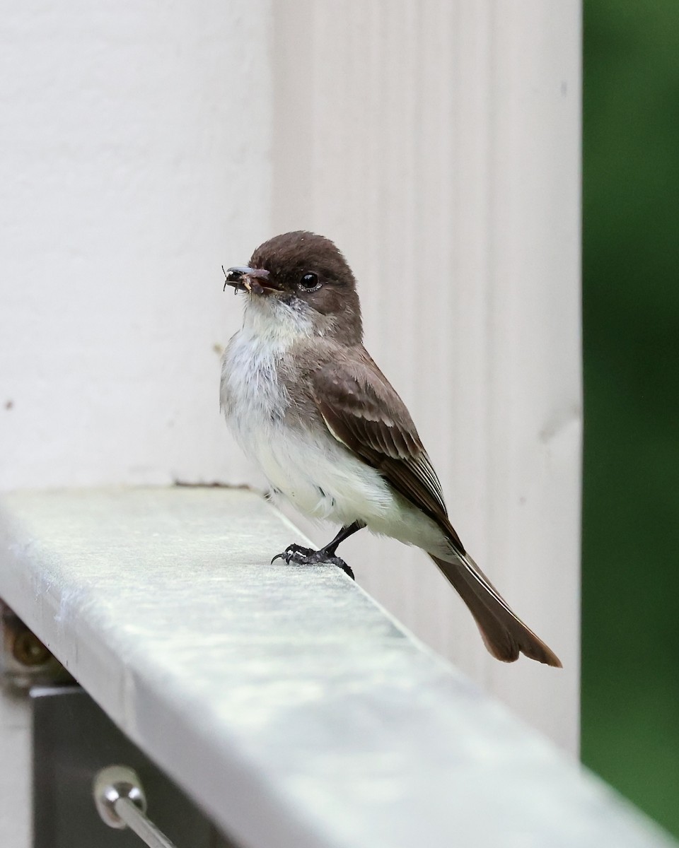 Eastern Phoebe - ML620275289