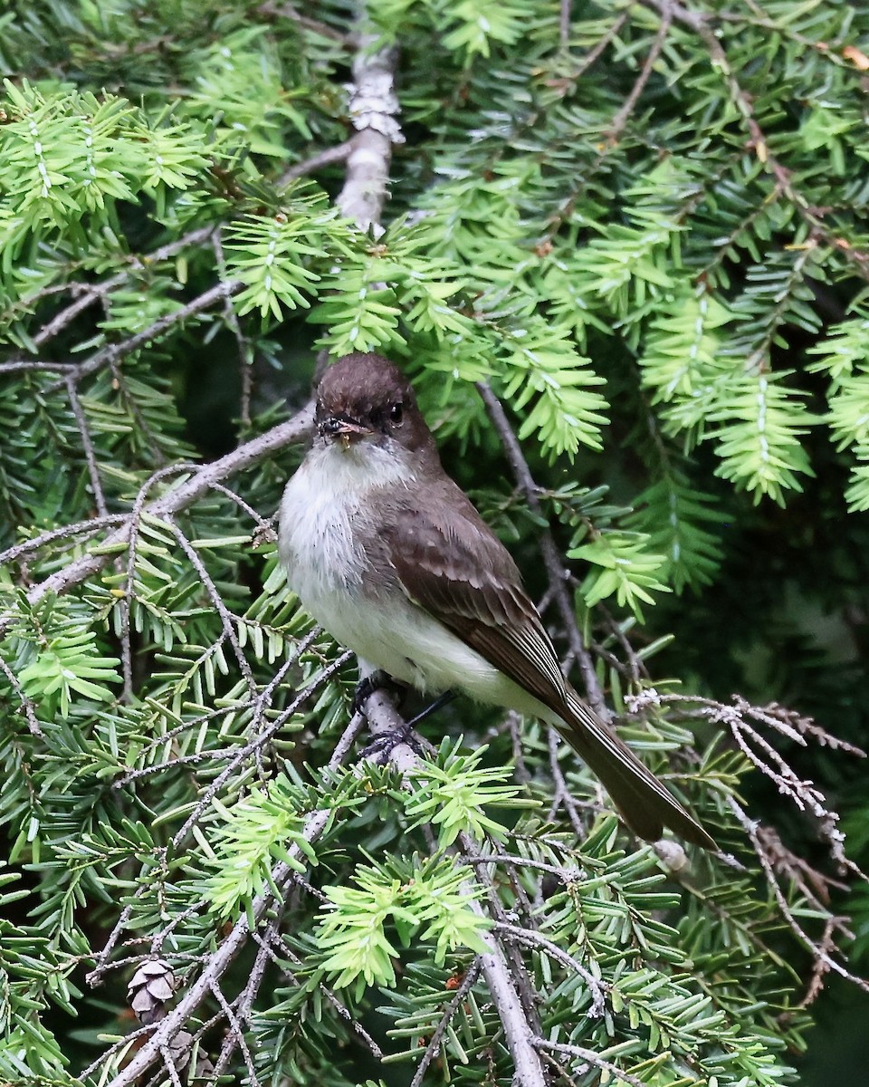 Eastern Phoebe - ML620275290