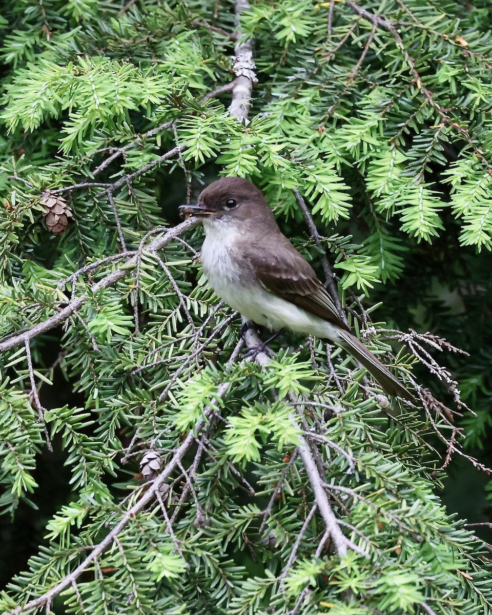 Eastern Phoebe - ML620275292