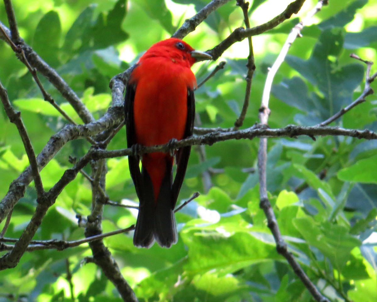Scarlet Tanager - ML620275297