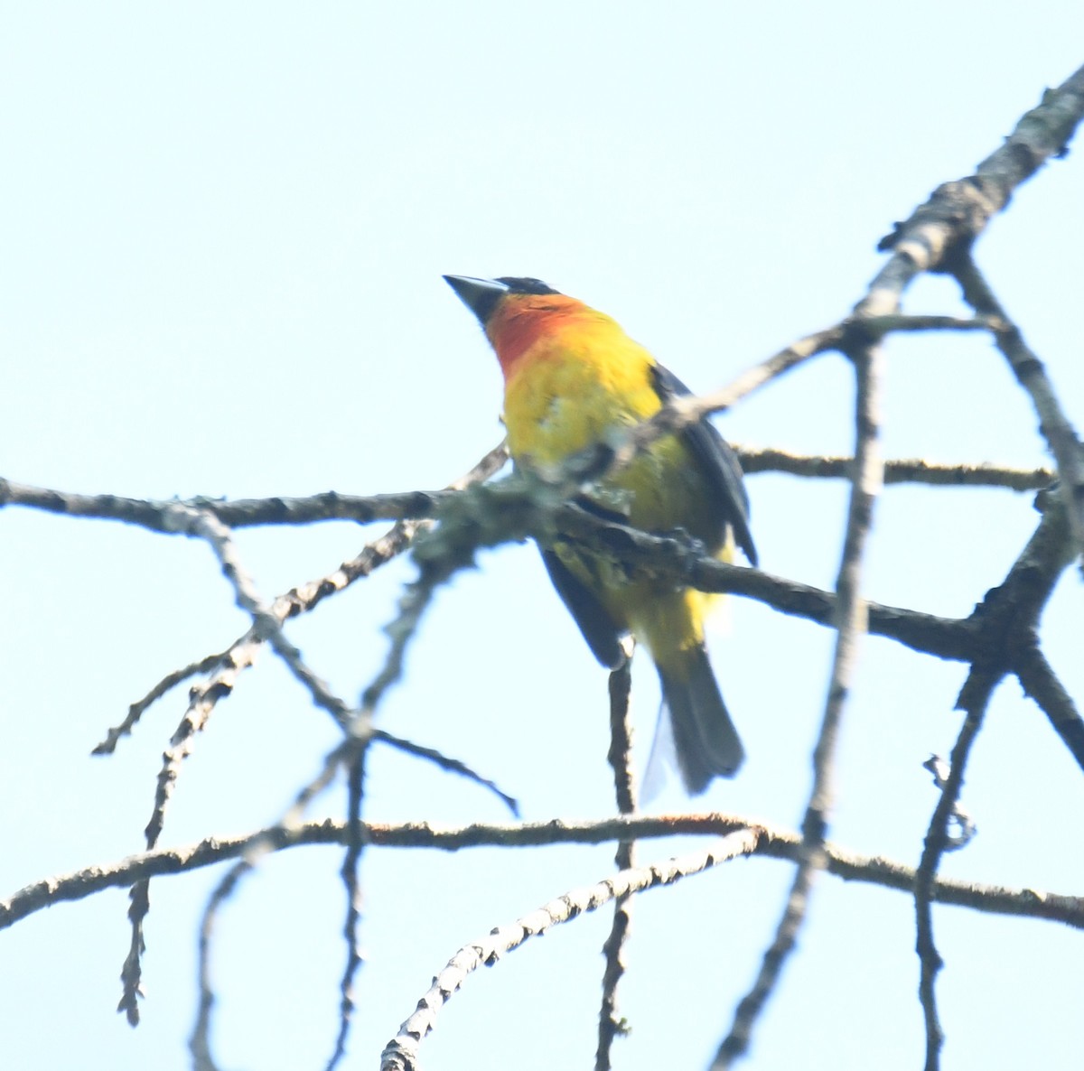 White-winged Tanager - ML620275304