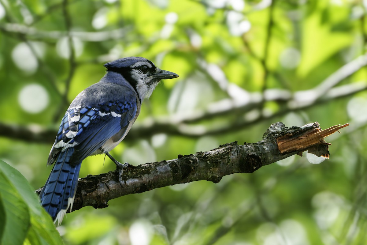 Blue Jay - ML620275305