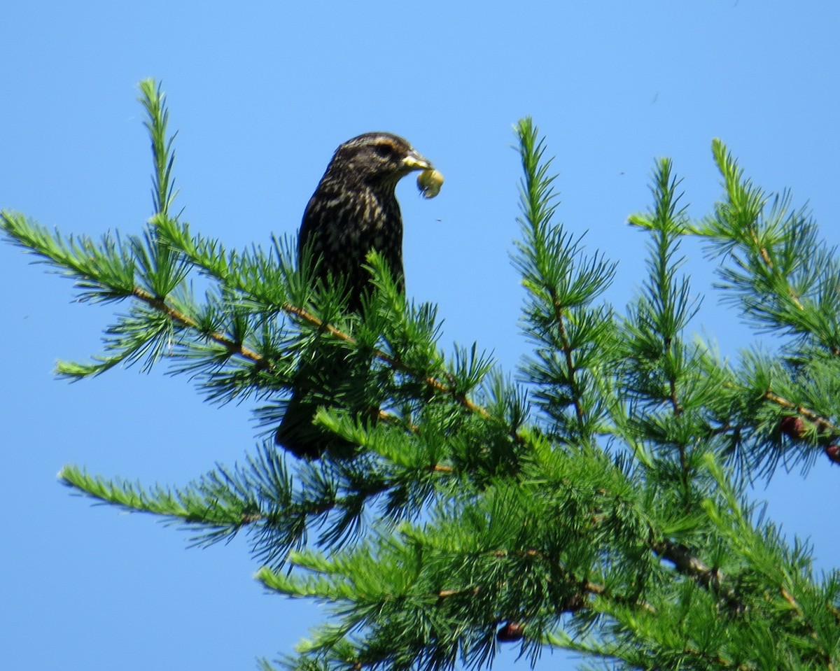 Red-winged Blackbird - ML620275308