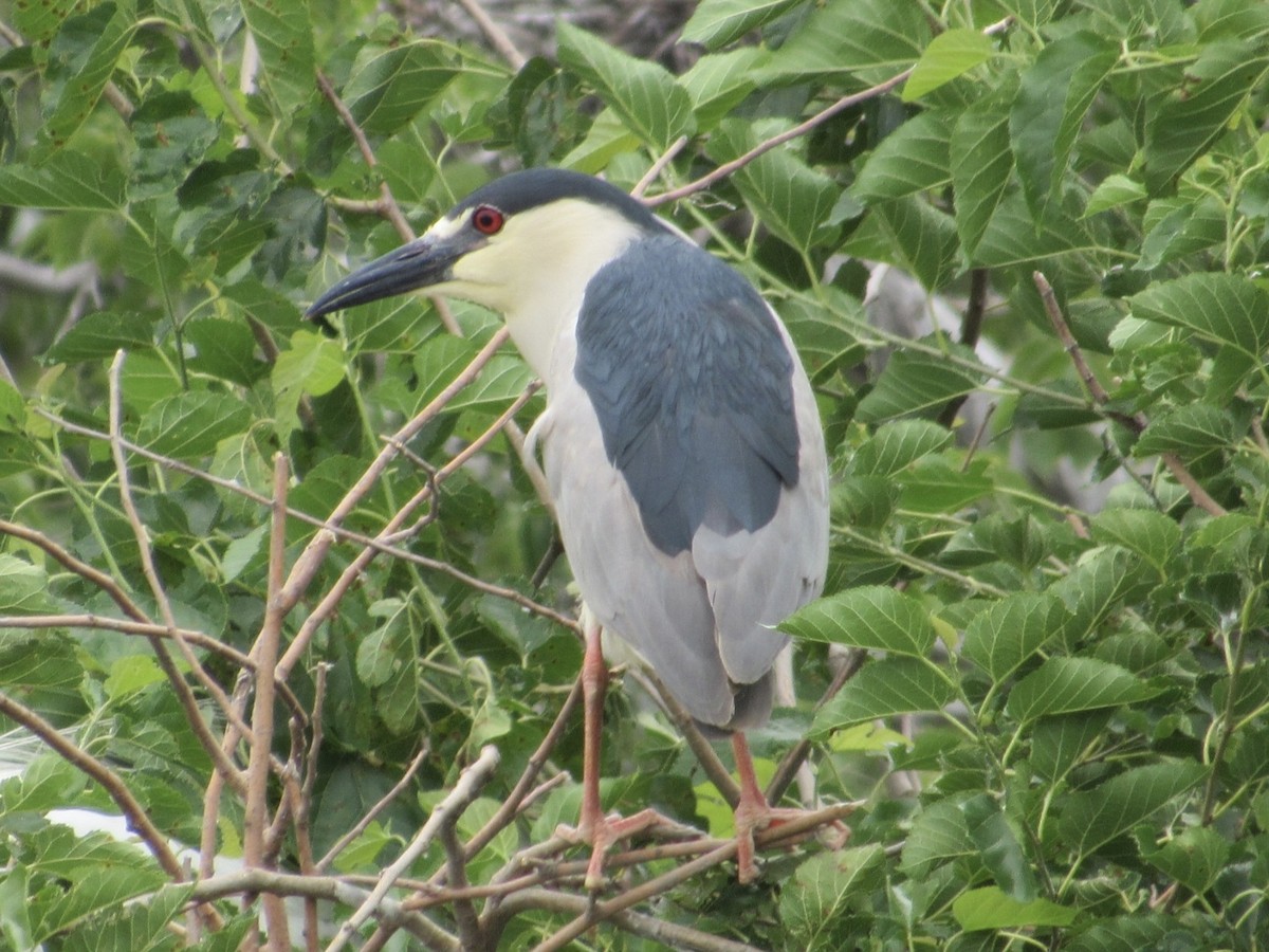 Black-crowned Night Heron - ML620275310